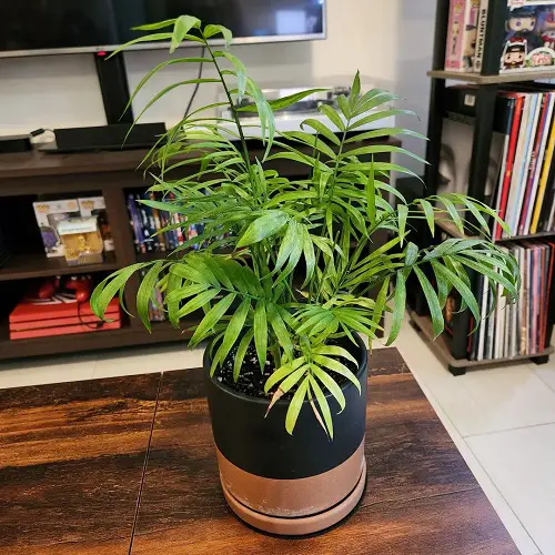 Safe Plants for Dogs