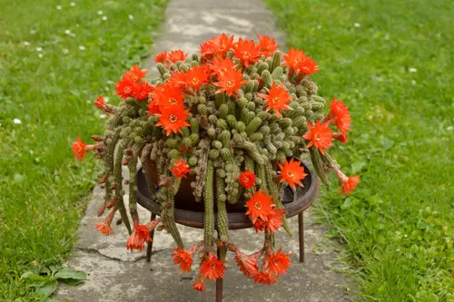 Succulents for Blooming Both Indoors and Outside