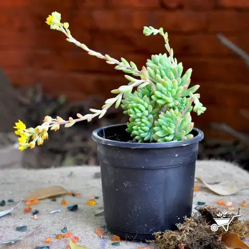 indoor and outdoor flowering succulents