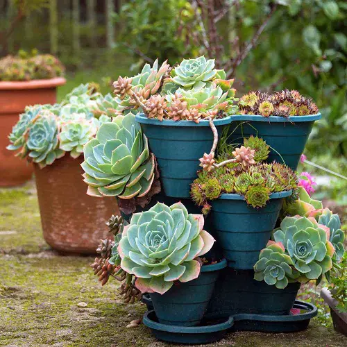 Dog Friendly Plants 