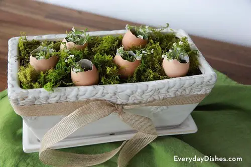 DIY Eggshell Garden