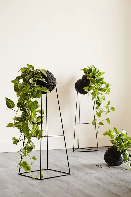 Houseplants for Girls Room 21
