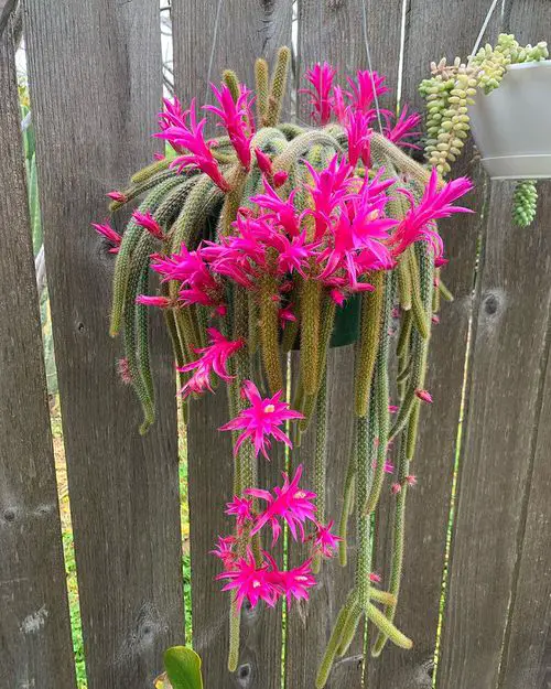 Amazing Succulents To Trail Into Hanging Baskets