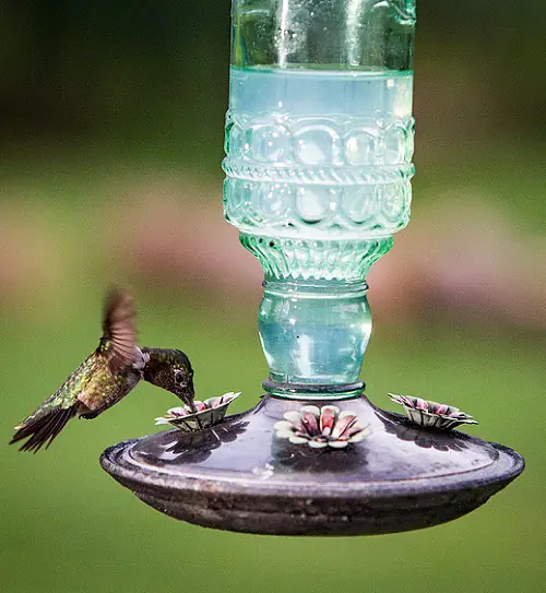 Hummingbird Feeder