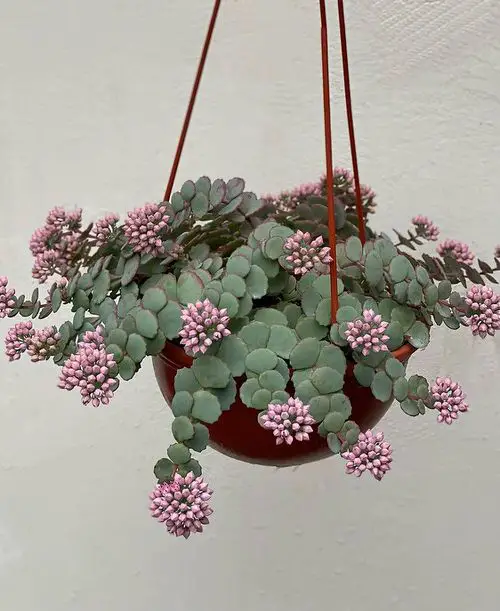 top Hanging Baskets with Trailing Succulents