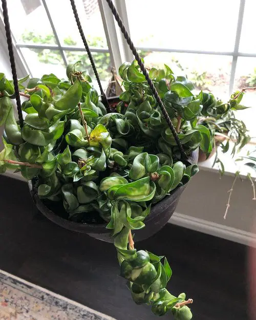 amazing Hanging Baskets with Trailing Succulents