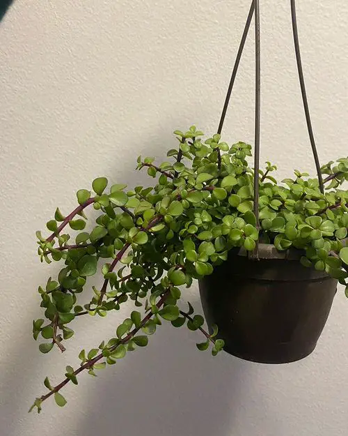 For hanging baskets, trailing succulents