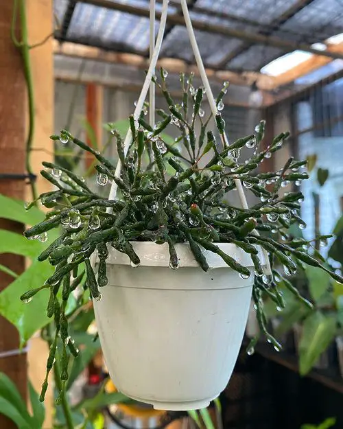 best For hanging baskets, trailing succulents