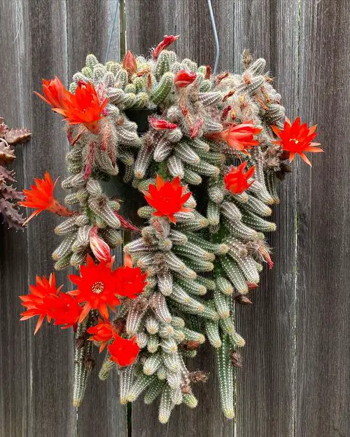 For hanging baskets, trailing succulents