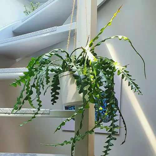 hanging baskets, trailing succulents