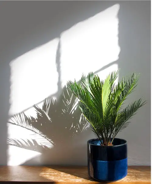 Requirements for Growing Sago Palm