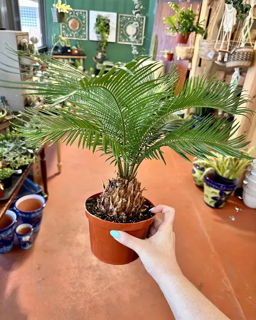 Choosing a Container for Sago Palm