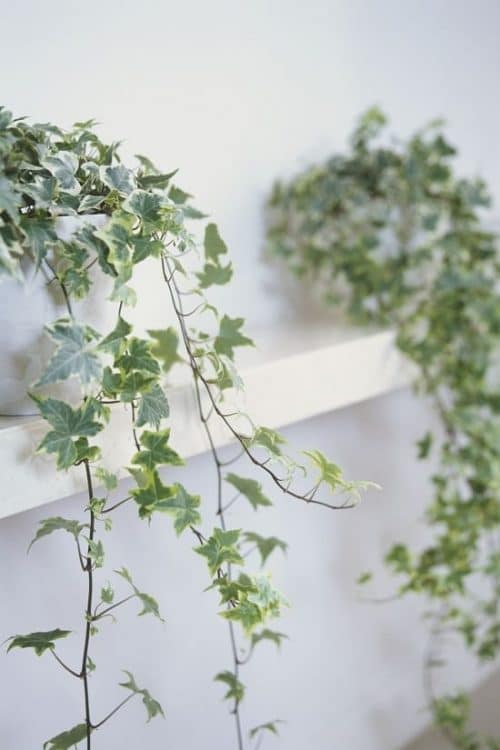 English Ivy Benefits 2