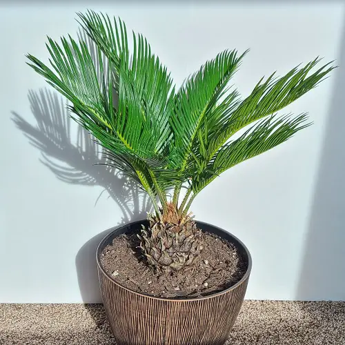 Requirements for Growing Sago Palm
