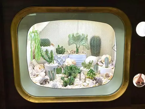 Old TV Cabinet Upcycled into Succulent Greenhouse