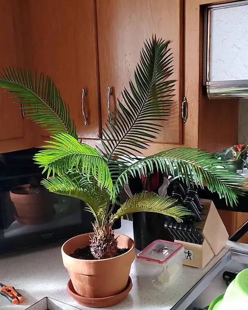 Choosing a Container for Sago Palm