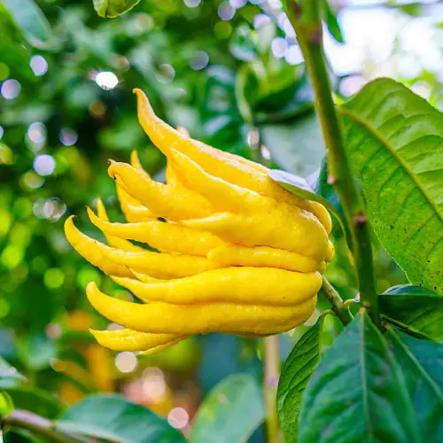 How to Grow Buddha's Hand