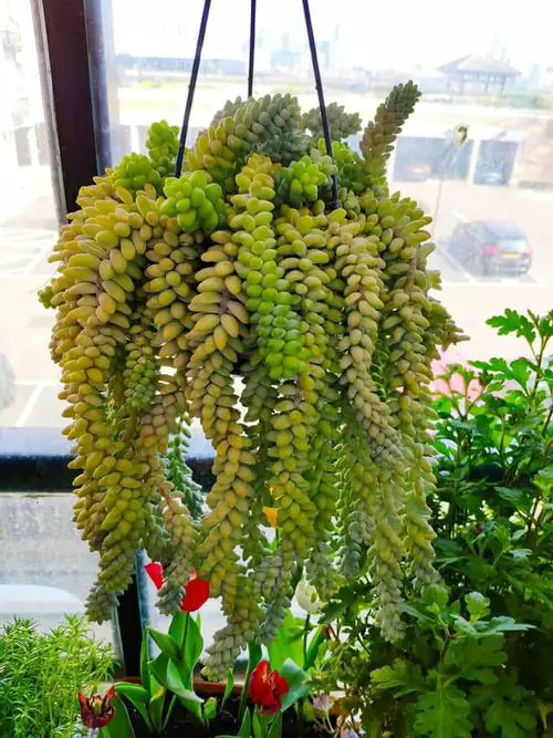 top Best Trailing Succulents For Hanging Baskets