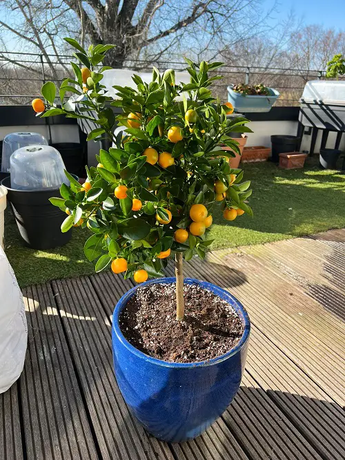 Taking Care of Calamansi Tree