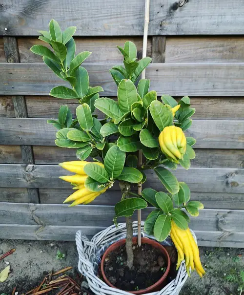 Growing Buddha's Hand