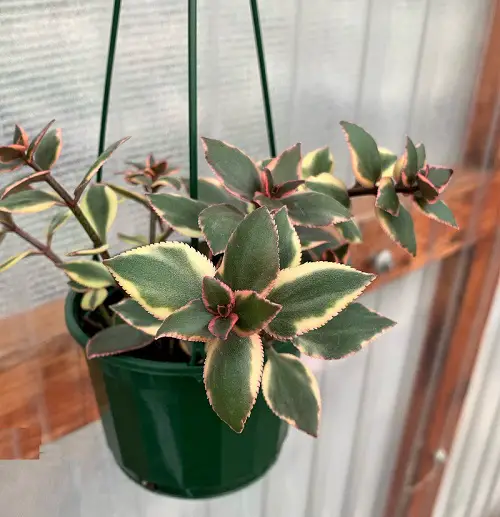 beautiful Trailing Succulents For Hanging Baskets