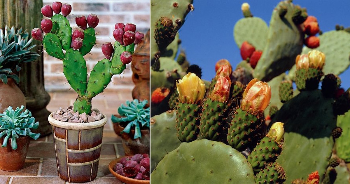 Care and Growing Prickly Pear Cactus | How to Grow Prickly ...