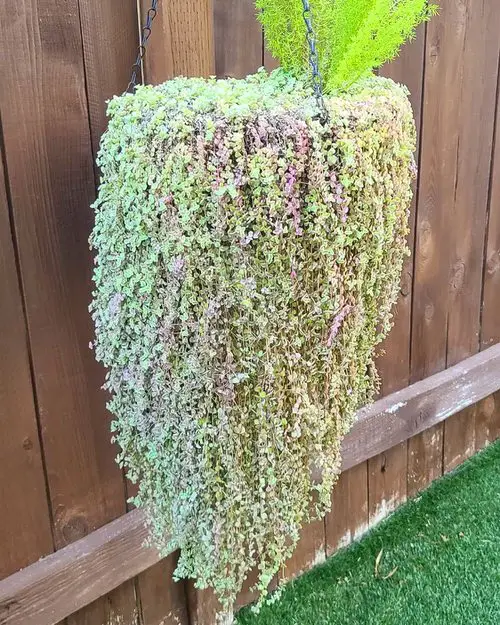 best Hanging Baskets with Trailing Succulents