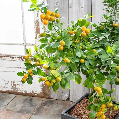 Overwintering Calamansi Tree