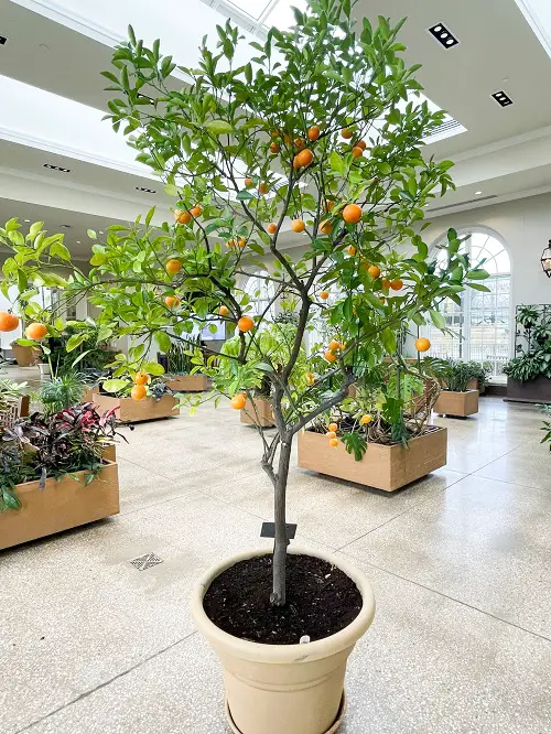 Requirements for Growing Calamondin