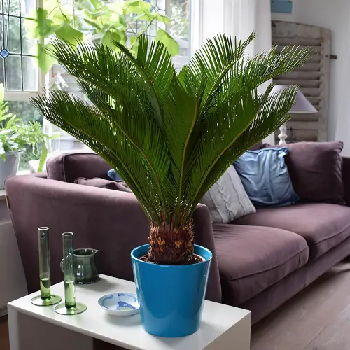 Sago Palm