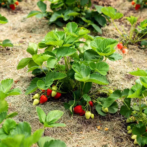 Planting Strawberry