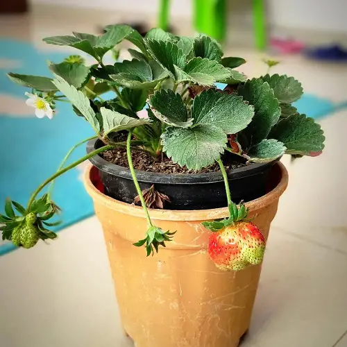Requirements for Growing Strawberries