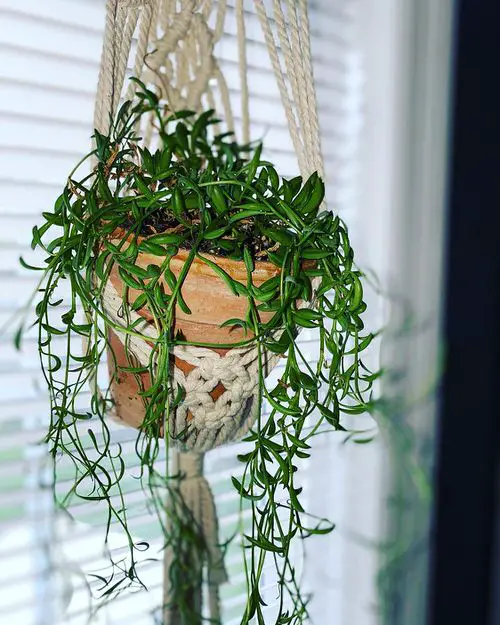 Best Succulents To Trail Into Hanging Baskets