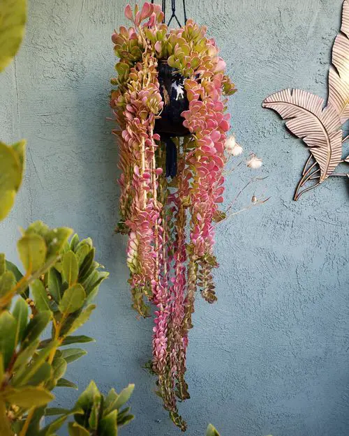 Trailing Succulents For Hanging Baskets