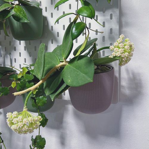 Trailing Succulents For Hanging Baskets