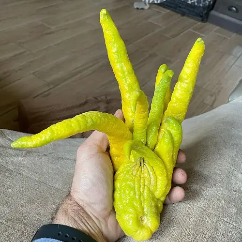 Buddha's Hand Care