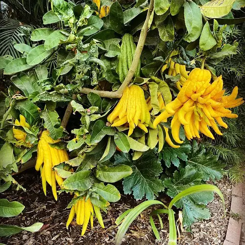 Requirements for Growing Buddha's Hand Citron