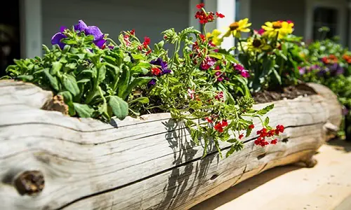 DIY Flowering Log Planter