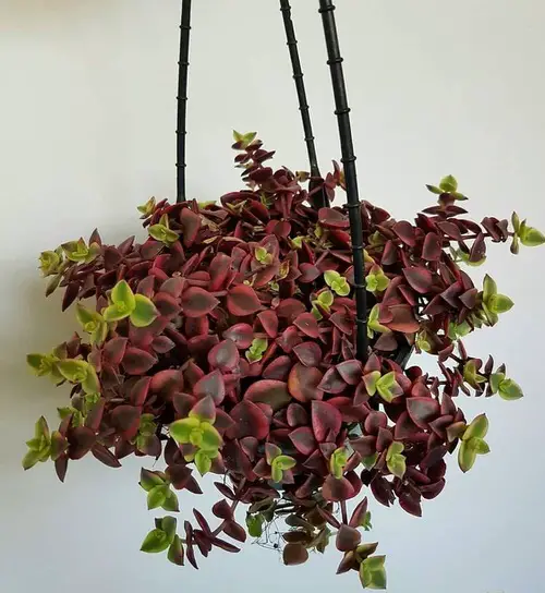 top Best Succulents To Trail Into Hanging Baskets