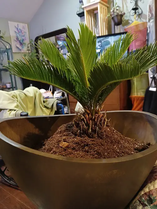  Propagating Sago Palm