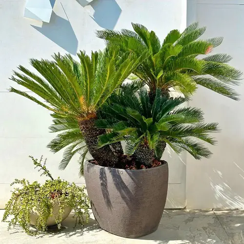 Sago Palm