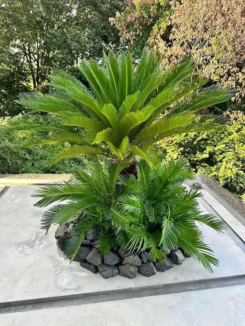 Requirements for Growing Sago Palm
