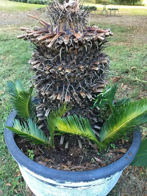  Propagating Sago Palm