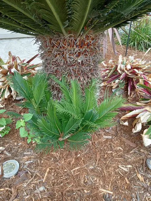 Propagating Sago Palm