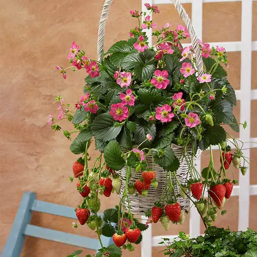 Everything About Growing Strawberries