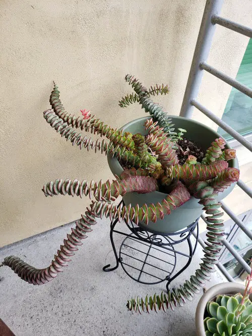lovely Trailing Succulents For Hanging Baskets
