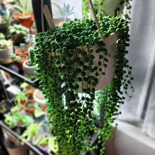 Greatest Trailing Succulents for Basket Hangings