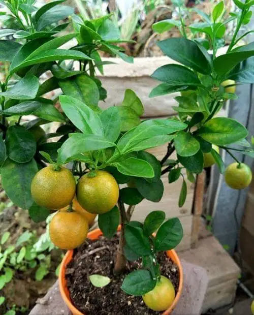 top Citrus Trees for Containers