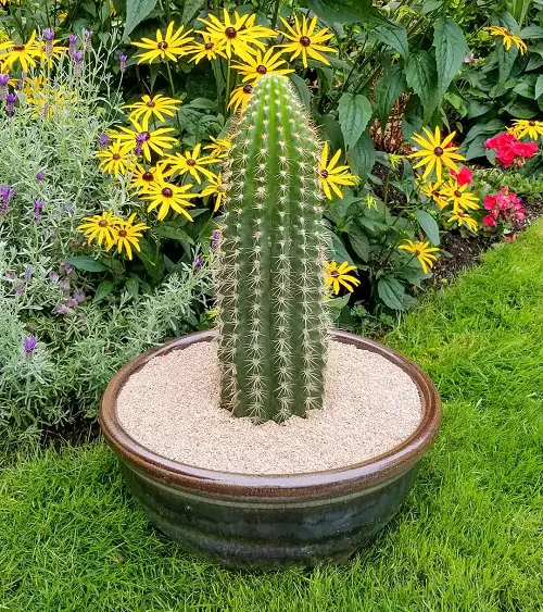 Edible Succulents and Cacti