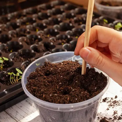 Plant at the Right Depth